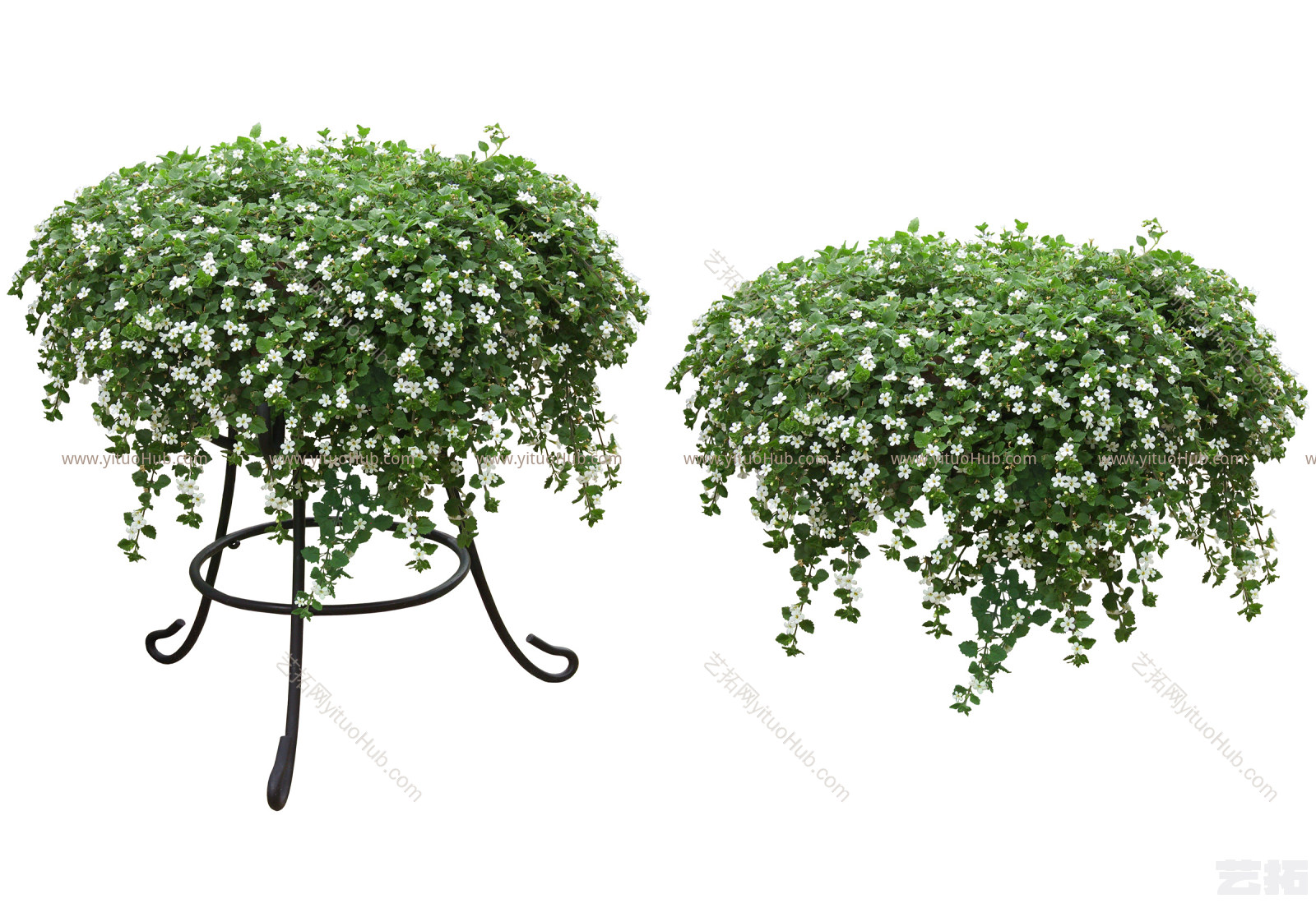 植物免扣素材-白可花