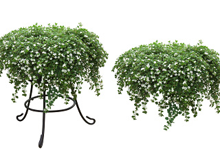 植物免扣素材-白可花