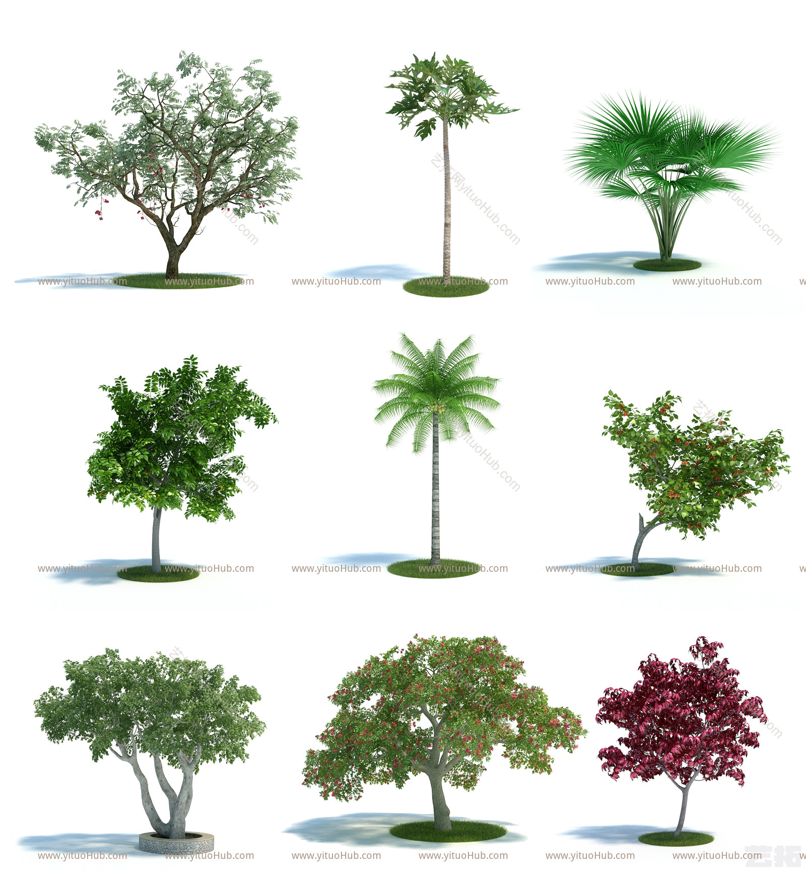 现代树 园林植物