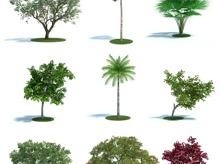 现代树 园林植物