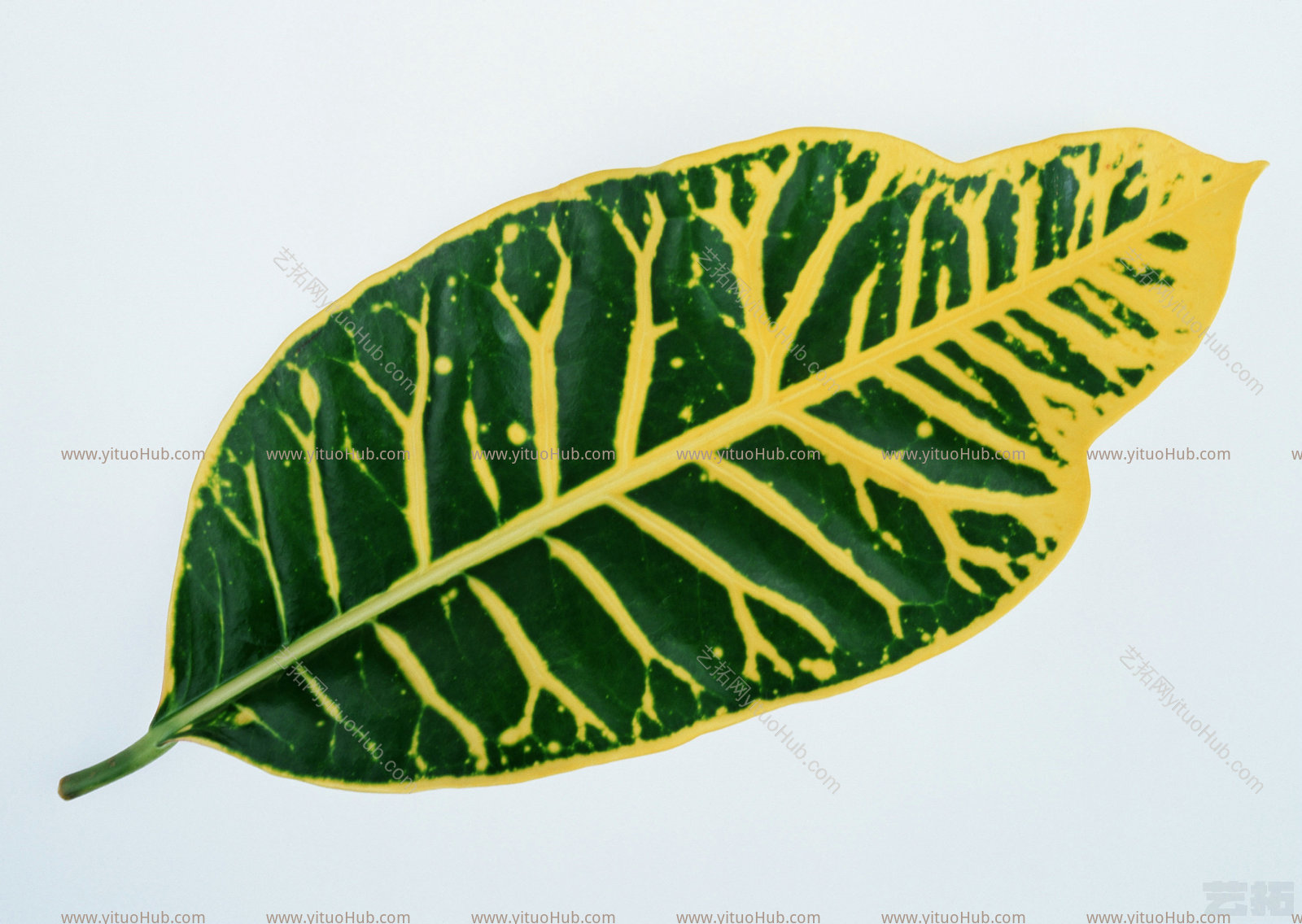 植物绿叶绿叶 (342)绿叶 (342)