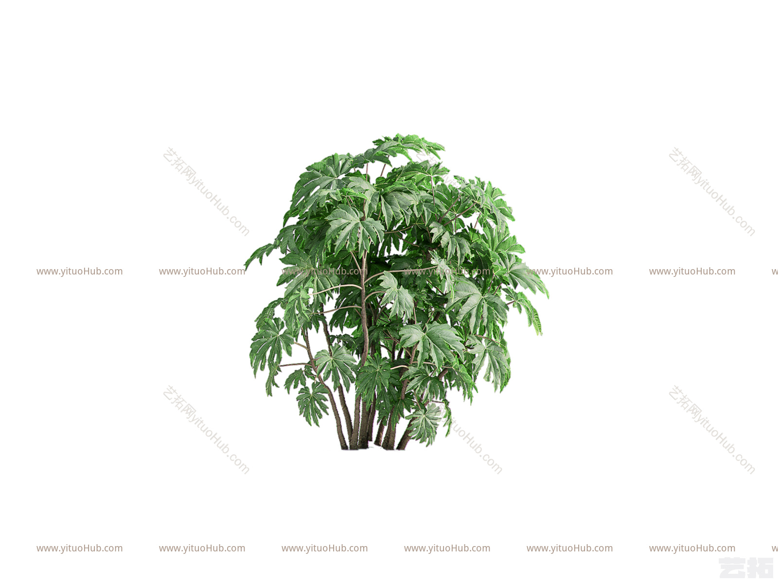 现代热带景观树