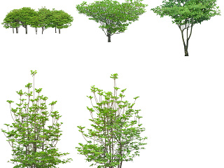 植物免扣素材-日本吊钟花