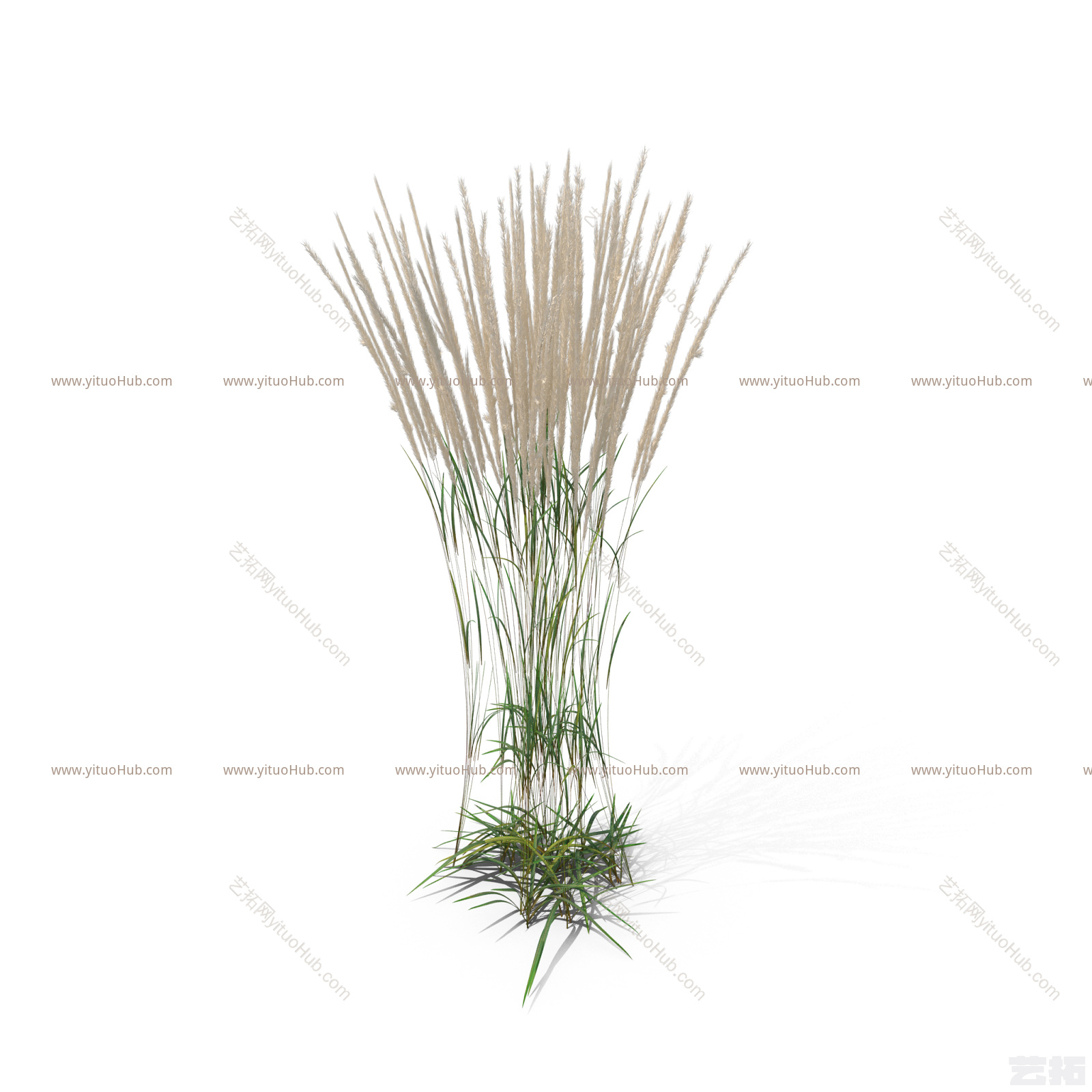 小簇小草草丛