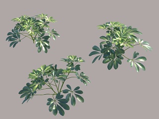 现代花草花卉 