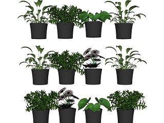 绿植盆栽 植物 花盆