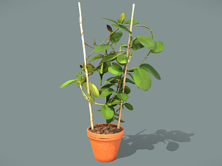 现代盆栽植物