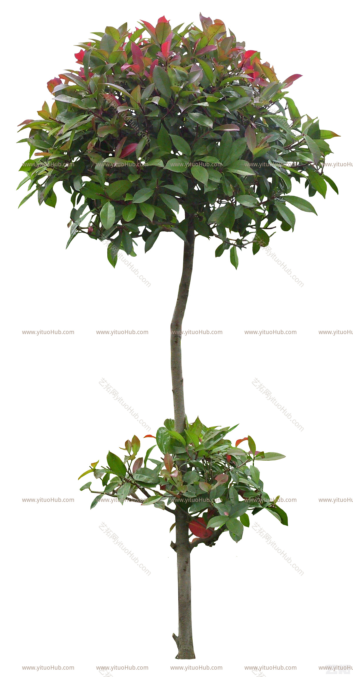 单个灌木植物