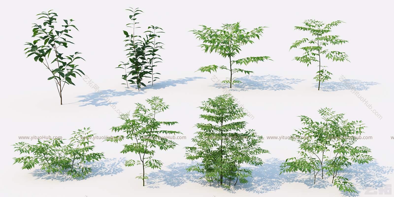 现代灌木 室外植物