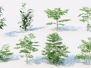 现代灌木 室外植物