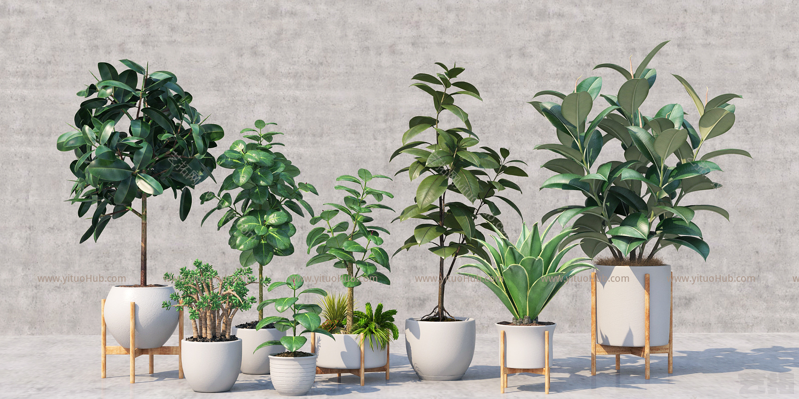 现代盆栽 盆景 植物