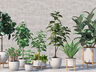 现代盆栽 盆景 植物