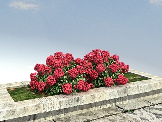 中式+叶子花球