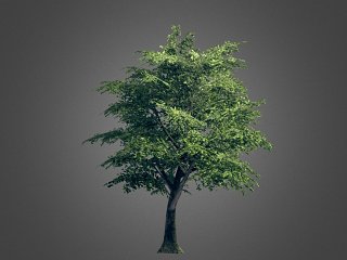 现代树木 早春旌节花