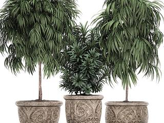 现代盆栽植物