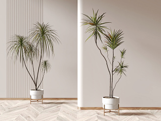 现代植物盆栽