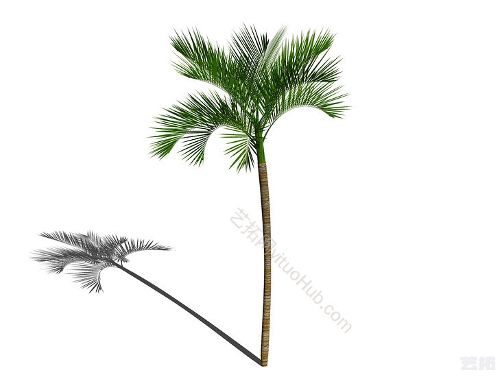 3D棕榈科植物