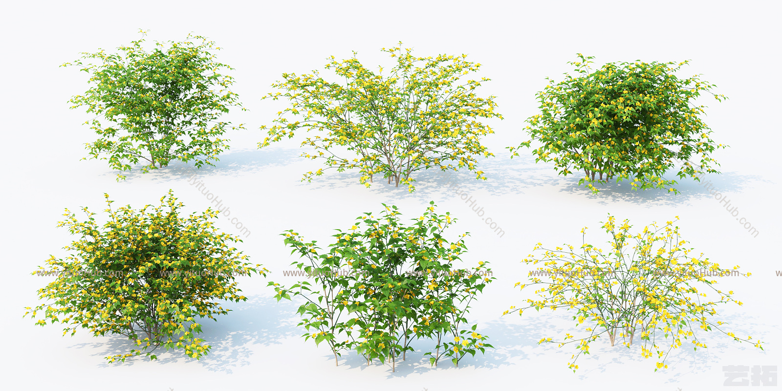 灌木 花草花卉
