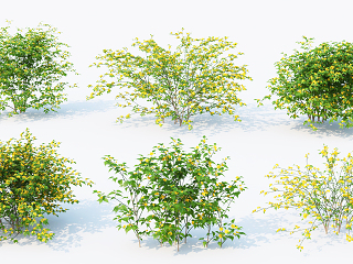 灌木 花草花卉