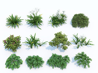 花草花卉 植物 灌木