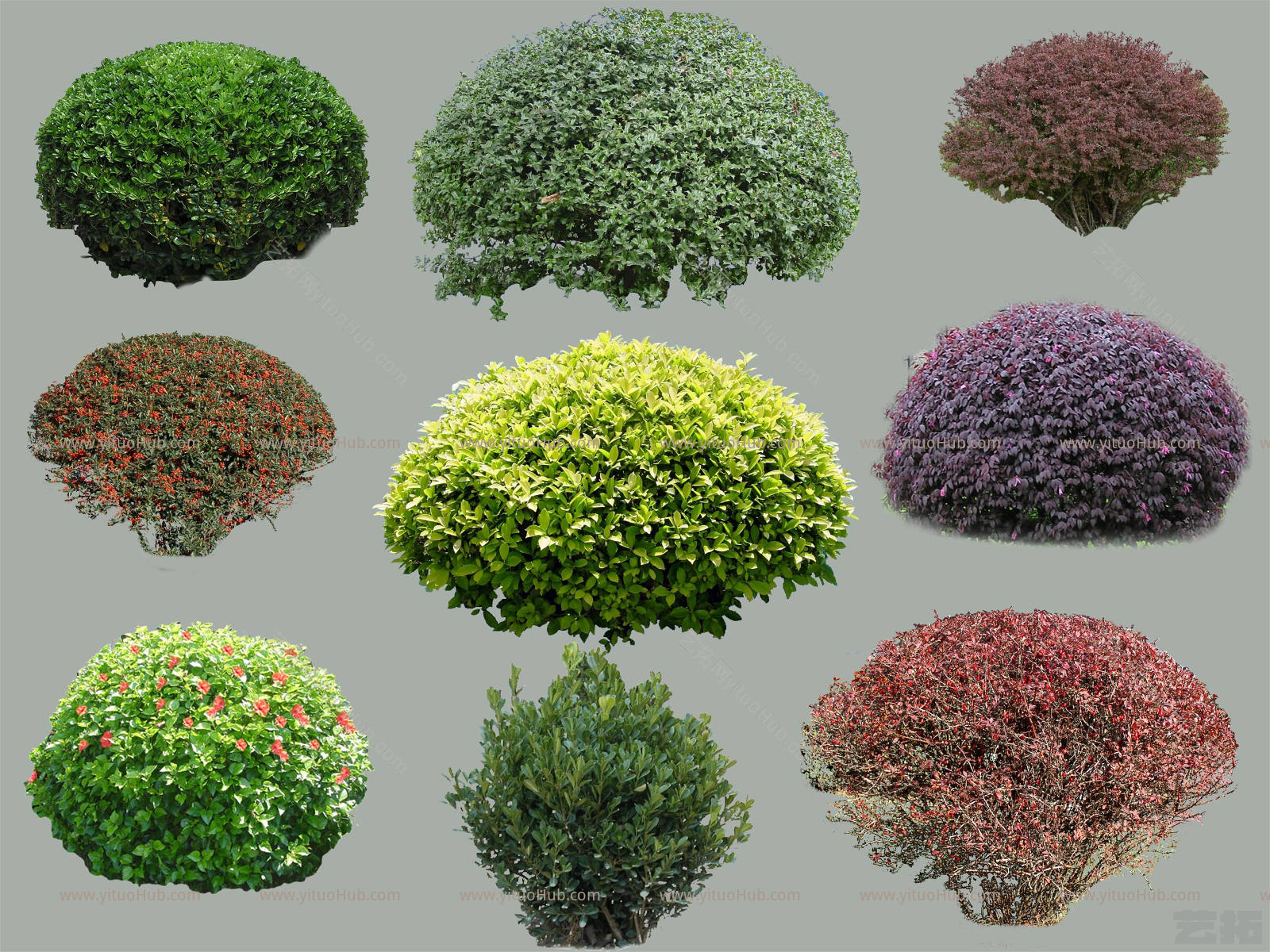 球类植物