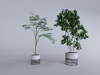 现代植物组合
