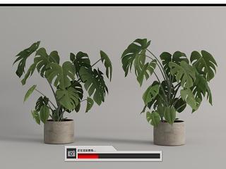 现代龟背竹绿植盆栽
