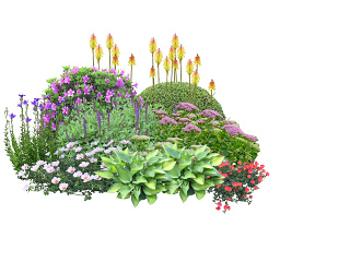 雨水花园植物组团