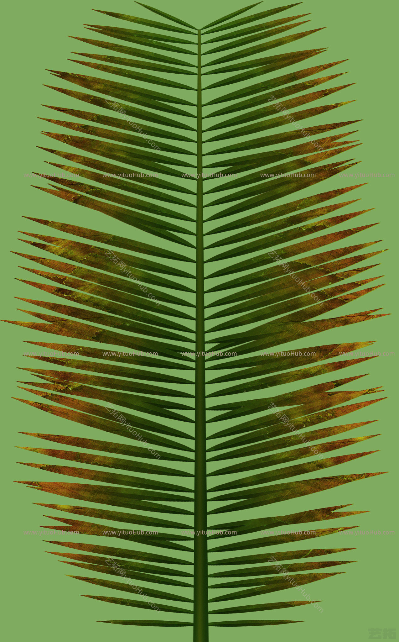 植物草叶植样纹 (598)植样纹 (598)