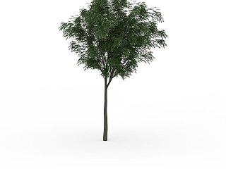 现代小型槐树模型