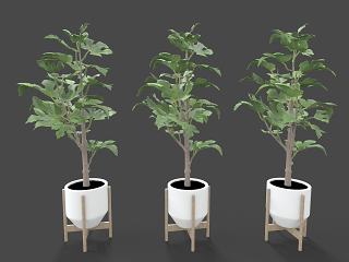 现代装饰植物模型