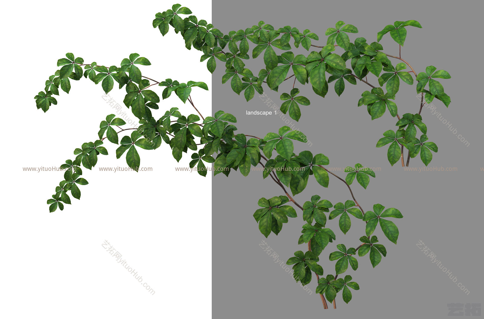 木质藤本植物五叶地锦