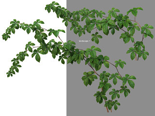木质藤本植物五叶地锦