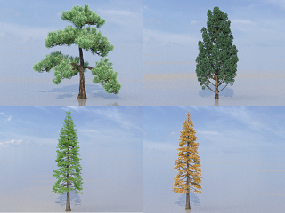 现代植物 黑松