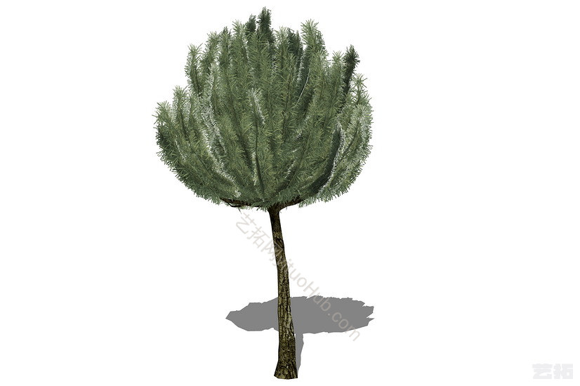 3D植物树