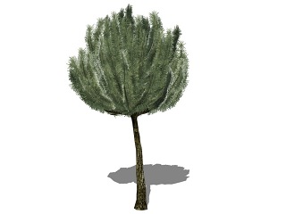 3D植物树