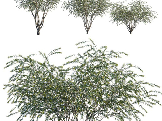 现代树矮树