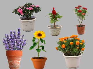 PSD免扣花卉盆栽素材