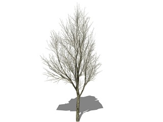 3D植物树