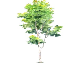 2D水彩风格树
