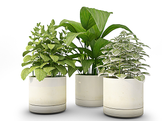 现代装饰植物盆栽