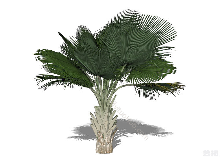 3D植物树