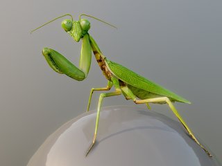 现代螳螂