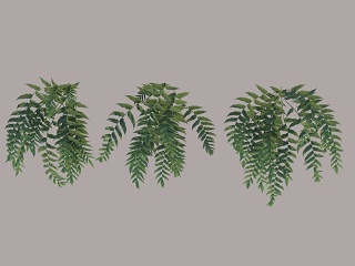 灌木