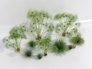 现代草 蒲公英 小草 野草 