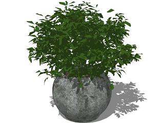 植物花盆 盆栽