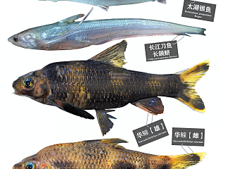 现代刀鱼 银鱼 华鳈鱼