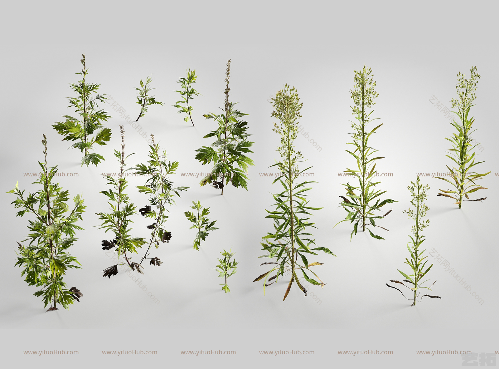 现代植物 花卉 小蓬草 艾草
