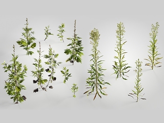 现代植物 花卉 小蓬草 艾草
