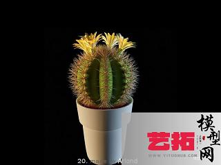 现代仙人球
